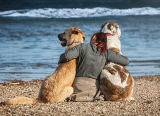 5 tips for travelling with your dog and cat